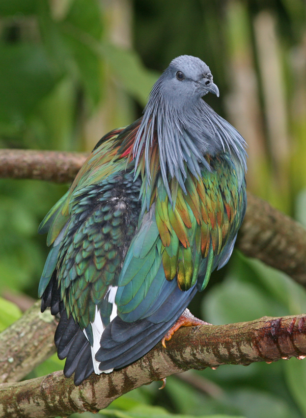 "Nicobar Pigeon 820" by Tomfriedel - http://www.birdphotos.com - direct link. Licensed under CC BY 3.0 via Commons - https://commons.wikimedia.org/wiki/File:Nicobar_Pigeon_820.jpg#/media/File:Nicobar_Pigeon_820.jpg