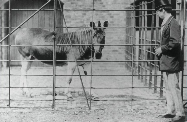 Photo from ARKive of the Quagga (Equus quagga quagga) - http://www.arkive.org/quagga/equus-quagga-quagga/image-G1861.html
