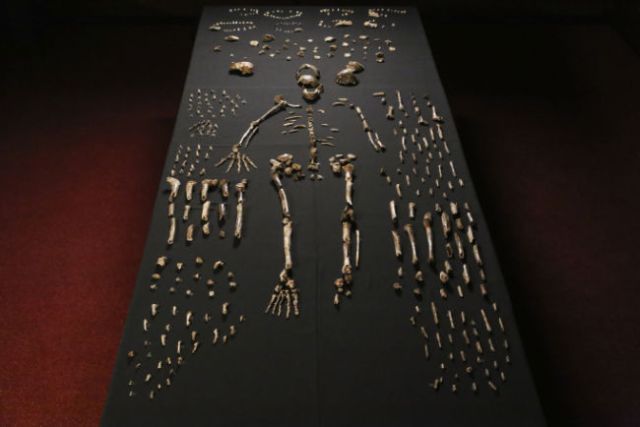 cOMPOSITE SKELETON OF 