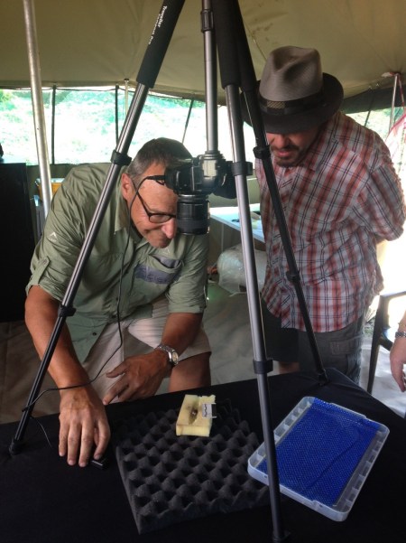 Peter Schmid documents fossils in the Science Tent, while John Hawks looks on. (Image K Lindsay Hunter)