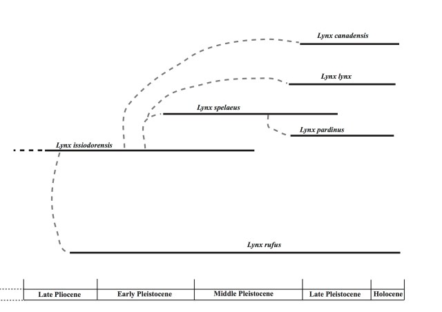 Phylogeny of lynx. Dashed grey lines=phylogenetic relationships. Black lines=approximate fossil longevity