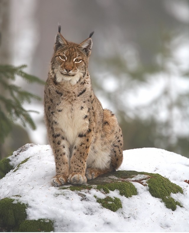 Northern lynx in Nationalpark Bayerischer Wald, Germany. Image by Martin Mecnarowski via Wikimedia Commons