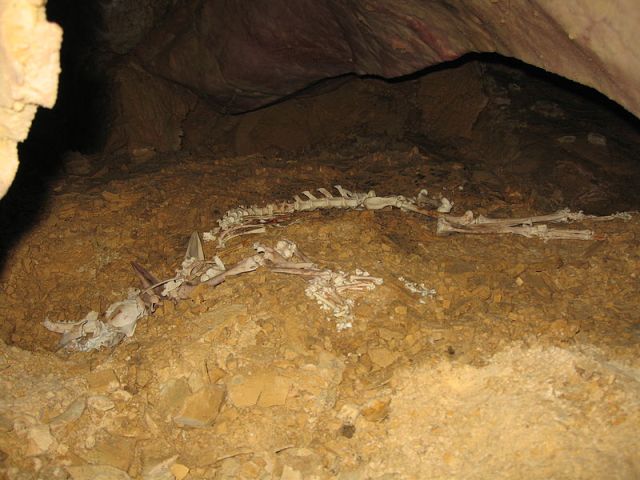 Fossil skeleton of Lynx pardinus from Sima del Huesos (Cave of bones), Murcia, Spain via Wikimedia Commons
