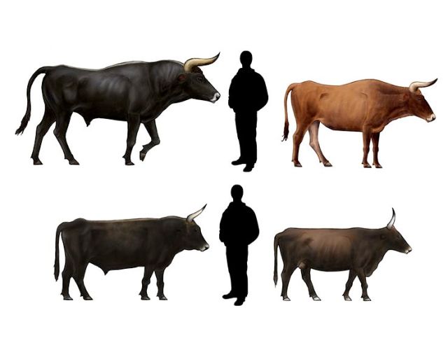 Comparison of life appearance of aurochs and Heck cattle. Image by