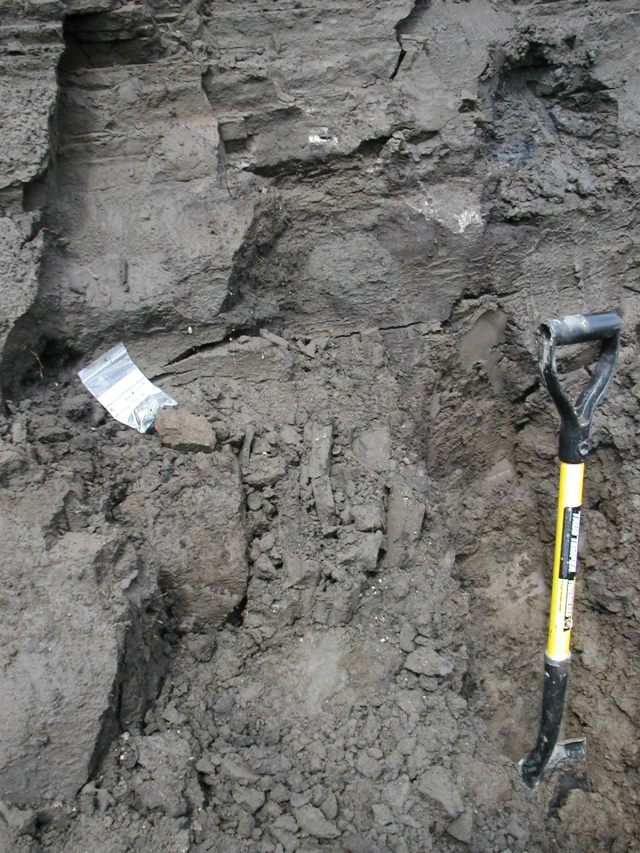 Images of ground squirrel bones found in tunnel near Dawson City, 2003. (Image ©Grant Zazula/Duane Froese)