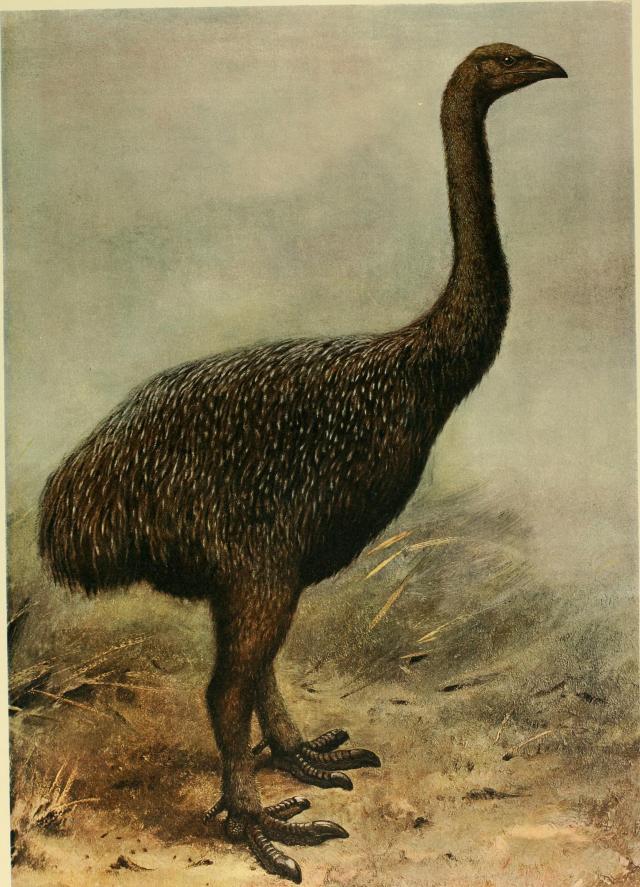 Extinct_birds_-_an_attempt_to_unite_in_one_volume_a_short_account_of_those_birds_which_have_become_extinct_in_historical_times_-_that_is,_within_the_last_six_or_seven_hundred_years_-_to_which_are_(14727819136)