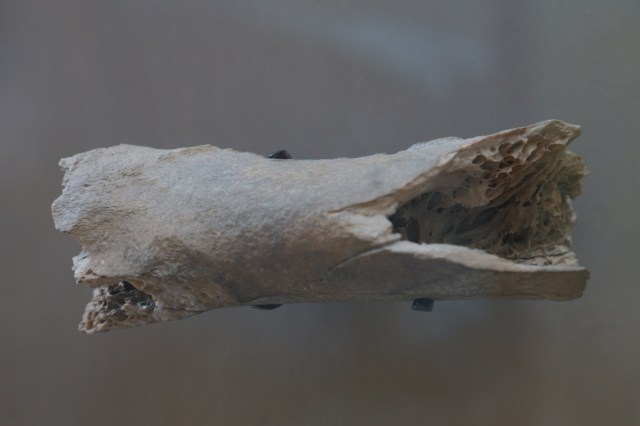 Natural_History_Museum,_London,_moa_bone_fragment