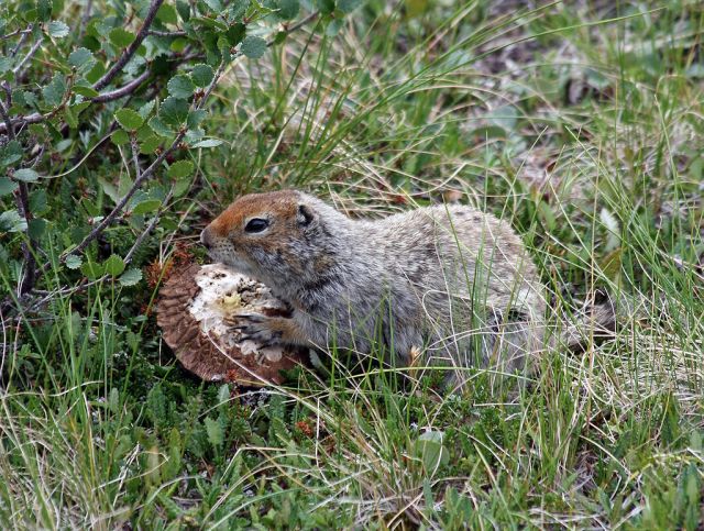 "Spermophilus parryii (eating mushroom)" by Ianaré Sévi - Own work. Licensed under CC BY-SA 3.0 via Commons - https://commons.wikimedia.org/wiki/File:Spermophilus_parryii_(eating_mushroom).jpg#/media/File:Spermophilus_parryii_(eating_mushroom).jpg