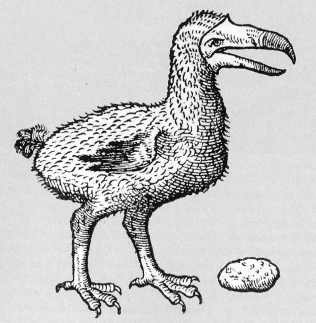 By Carolius Clusius, after van Neck - http://julianhume.co.uk/wp-content/uploads/2010/07/History-of-the-dodo-Hume.pdf, Public Domain, $3