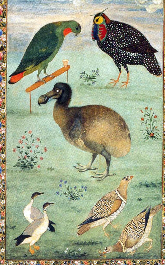 Dodo among Indian birds, by Ustad Mansur, c. 1625; perhaps the most accura