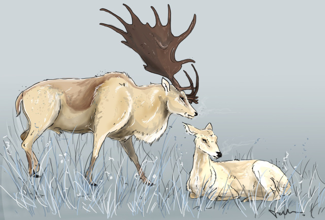 The magnificent Irish Elk. Neither Irish, nor an elk, this giant was a common herbivore in Ireland until relatively recently. (Image by Tabitha Patterson)