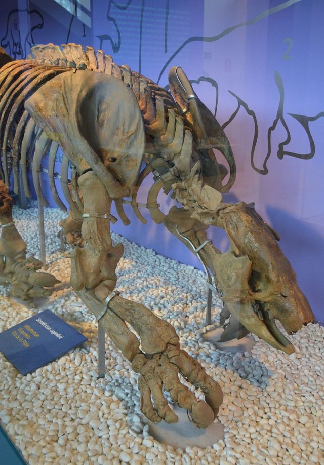 Scelidodon capellini, milodòntid, Río de la Plata, Museu de Ciències Naturals de València.