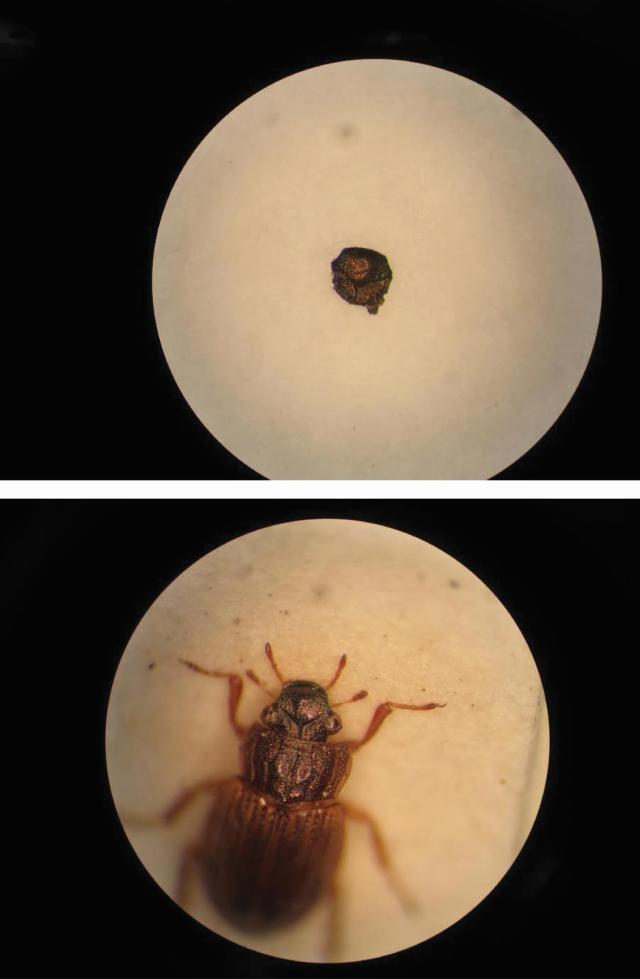 A fossil clypeus (head plate), 1mm long and over 600,000 years old, of Helophorus strigifrons (above), and a complete modern specimen of H. strigifrons from the collections at Plymouth City Museum and Art Gallery (Images by the author)