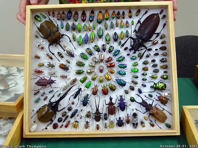 Beetle diversityis astonising and beautiful (Image Clarke Thompson)