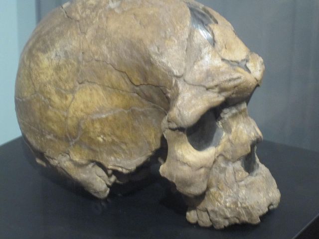 One of the earlierst Homo sapiens fossils, the