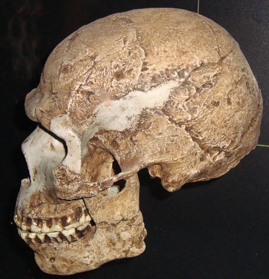 Skhul/Quafzeh Skull number 5