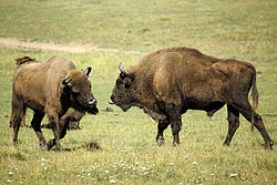 Photo taken in Réserve biologique des Monts d'Azur, Haut-Thorenc, France (Valène Aure)