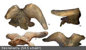 Horns of subspecies Megalovis balcanicus from CRÉGUT-BONNOURE and DIMITRIJEVIĆ 2006, reference in blog bibliography