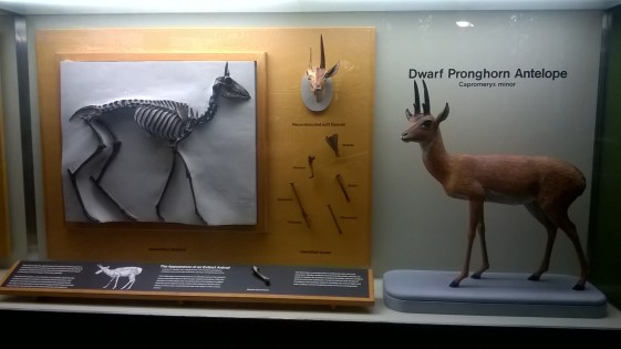 A display you could just walk past. But take a moment to stop. And appreciate how amazing this creature was. (Photo by Jan Freedman)