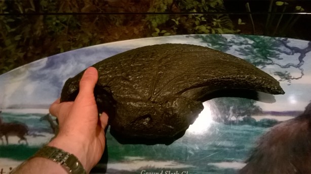 One enormous claw from a Giant Ground Sloth on display at North Carolina Museum of Natural Sciences. This enormous claw could dig through rock. To make tunnels!