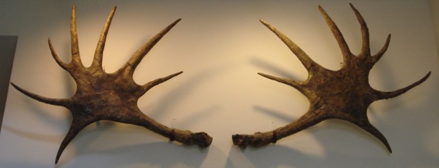 Alces latifrons antlers. Aalen museum, image by Ghedoghedo via Wikimedia Commons